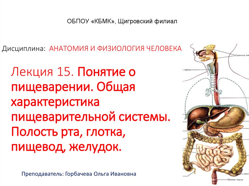 Система полостей. Общее понятие о пищеварительной системе. Система пищеварения общая характеристика. Интересное про пищеварительную систему. Удивительные факты о пищеварительной системы человека.