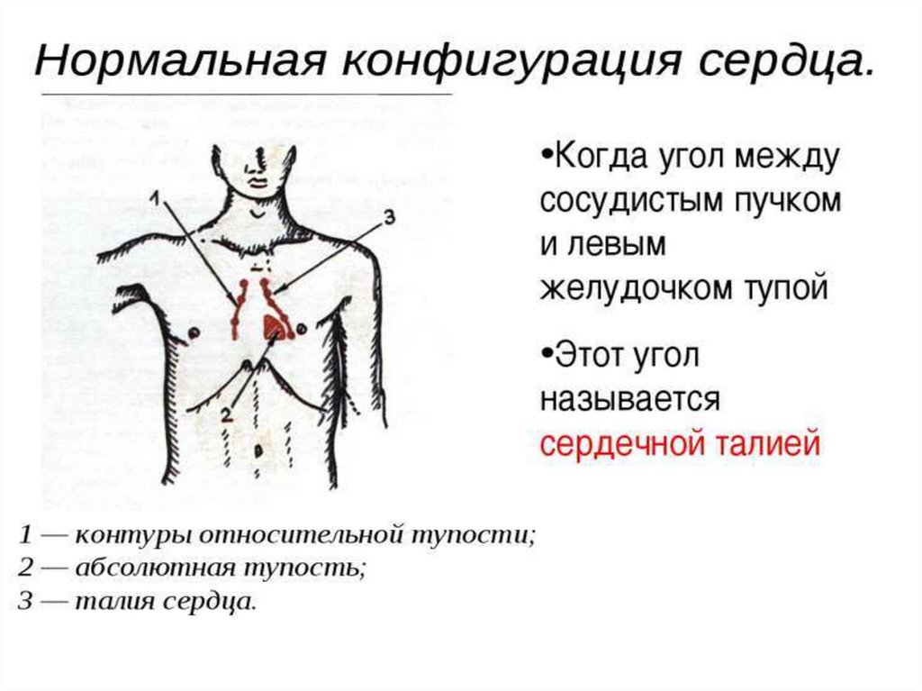 Сердечный относительно. Конфигурации сердца пропедевтика. Поперечник и длинник сердца в норме. Угол между сосудистым пучком и левым желудочком. Конфигурации сердца норма и патология.