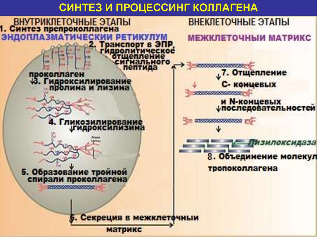 Периоду синтеза. Синтез коллагена биохимия схема. Схема этапы биосинтеза коллагена. Схема внутриклеточного синтеза коллагена. Синтез и процессинг коллагена.