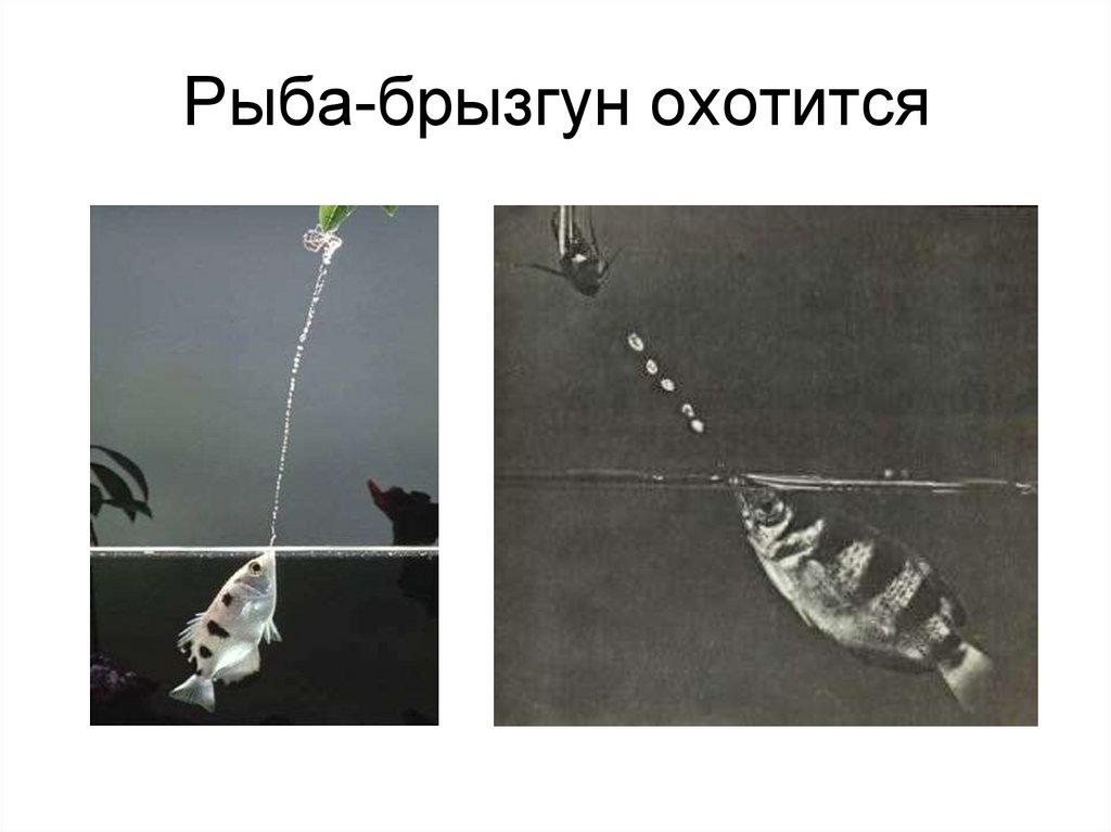 Рыба-брызгун охотится