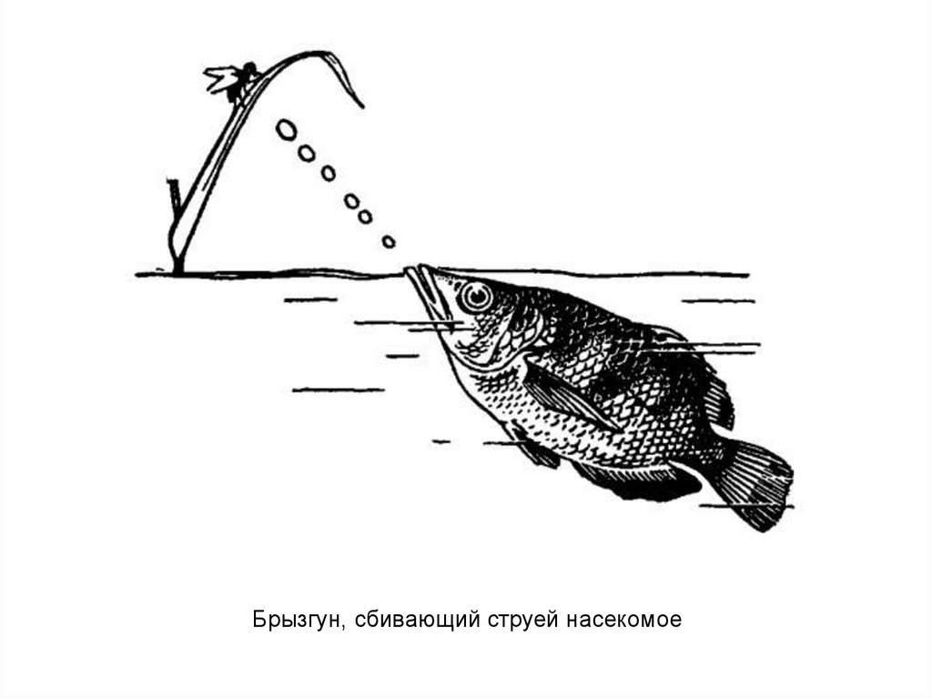 На рисунке 2 изображена цилиндрическая модель струи выпущенной рыбой брызгуном