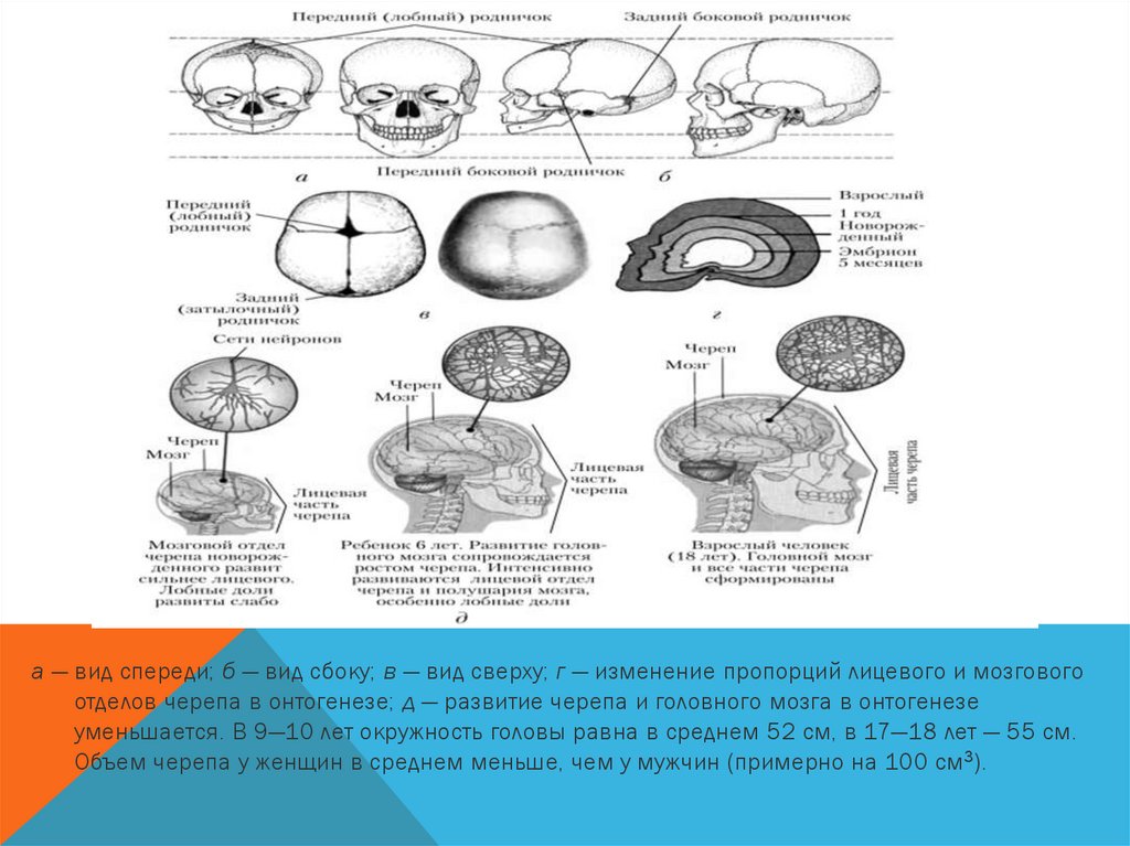 Память в онтогенезе. Схема развития головного мозга фронтальный разрез. Головной мозг опорный конспект. Изучение онтогенеза мозга. Формирование скелета в онтогенезе.