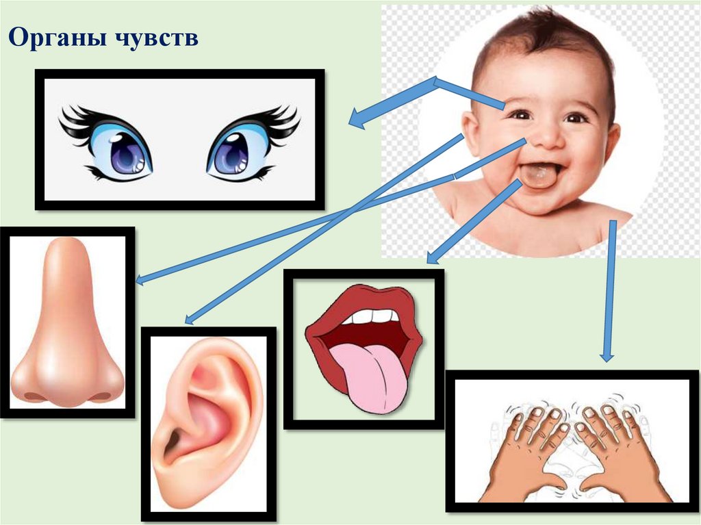 Работа органов чувств