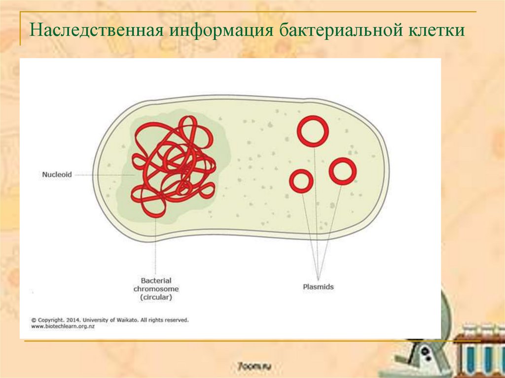Плазмида бактериальной клетки. Строение бактерии плазмида. Наследственная информация у бактерий