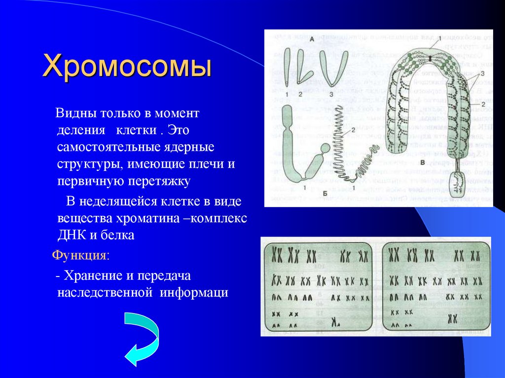 Имеется кольцевая хромосома. Строение клетки хромосомы строение и функции. Хромосомы в неделящейся клетке. Хромосомы видны. Строение клетки хромосомы.