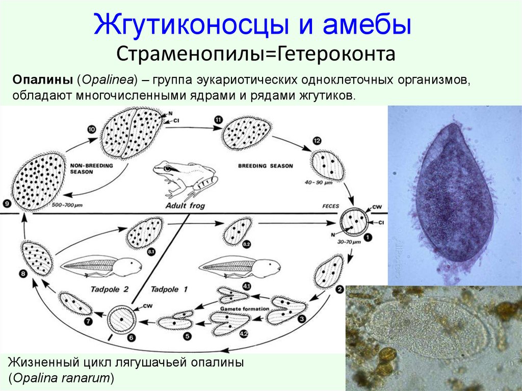 Презентация на тему жгутиконосцы 7 класс