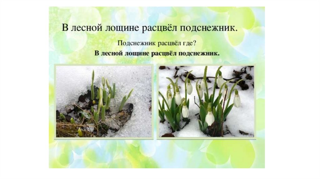 Листья подснежника. Подснежник растет. Подснежник с божья коровка. Подснежник на проталинке. Подснежники в уфе.