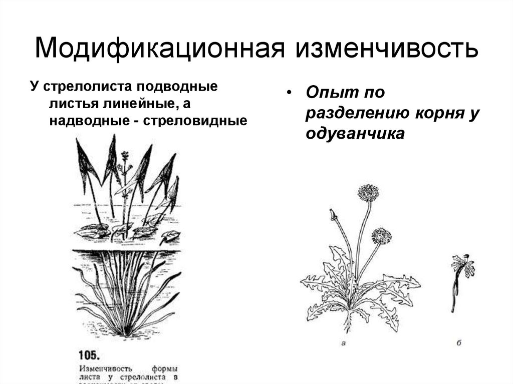 Модификационная изменчивость примеры