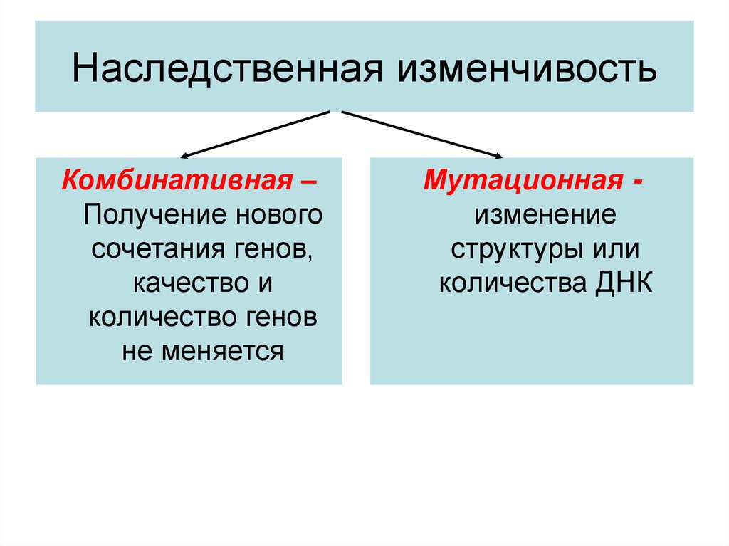 Изменчивость и наследственность фото