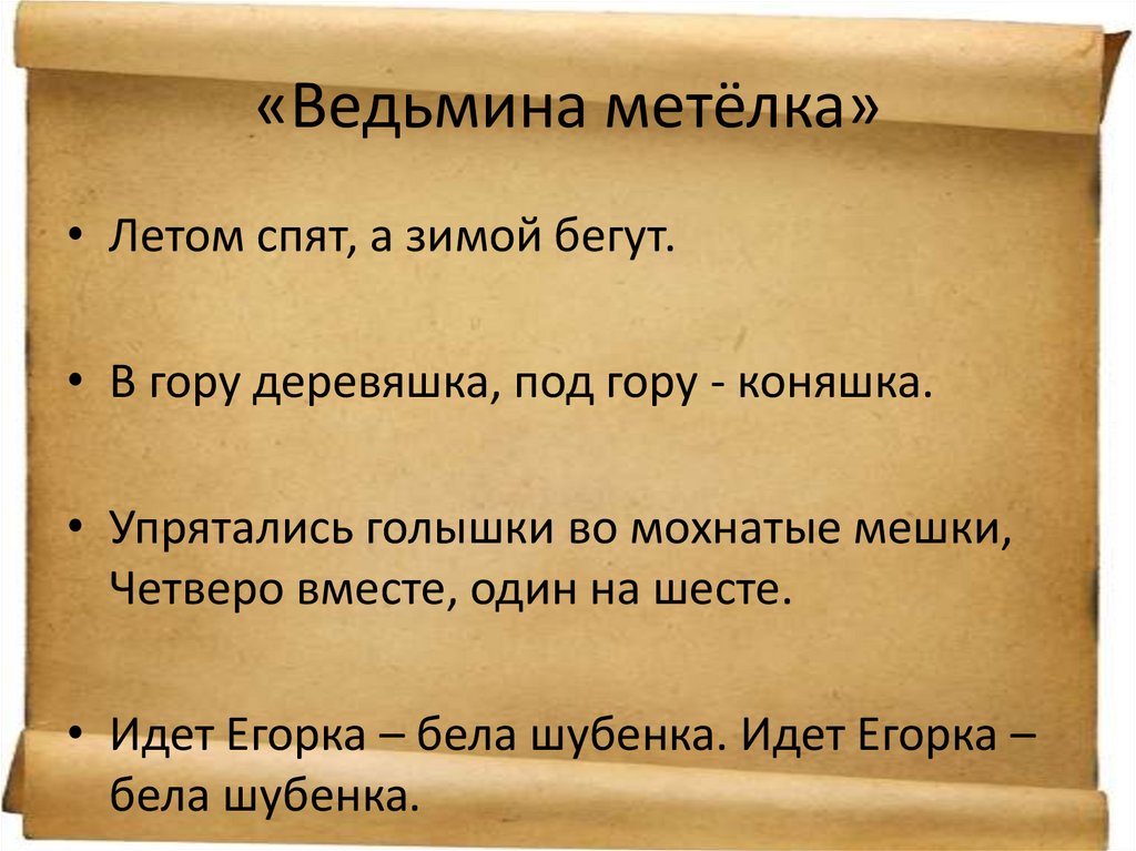 «Ведьмина метёлка»