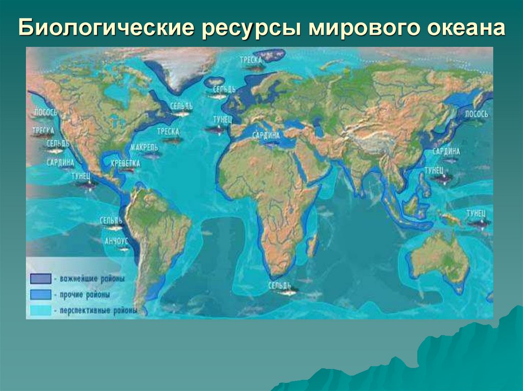 Биологические ресурсы мирового океана проект