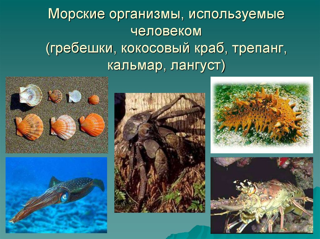 Организмы использующие. Морские организмы. Биологические ресурсы мирового океана. Морские биологические ресурсы. Значение морских организмов.