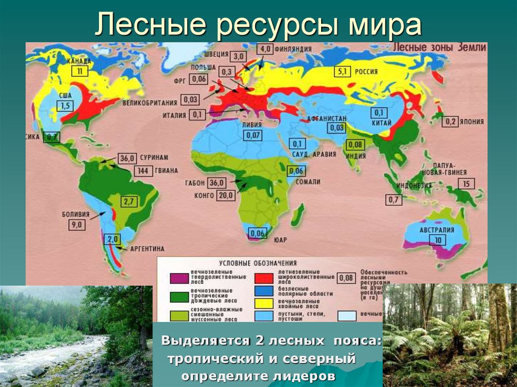 Регионы россии богатые лесными ресурсами. Карта размещения лесных ресурсов. Страны Лидеры лесных ресурсов на карте.
