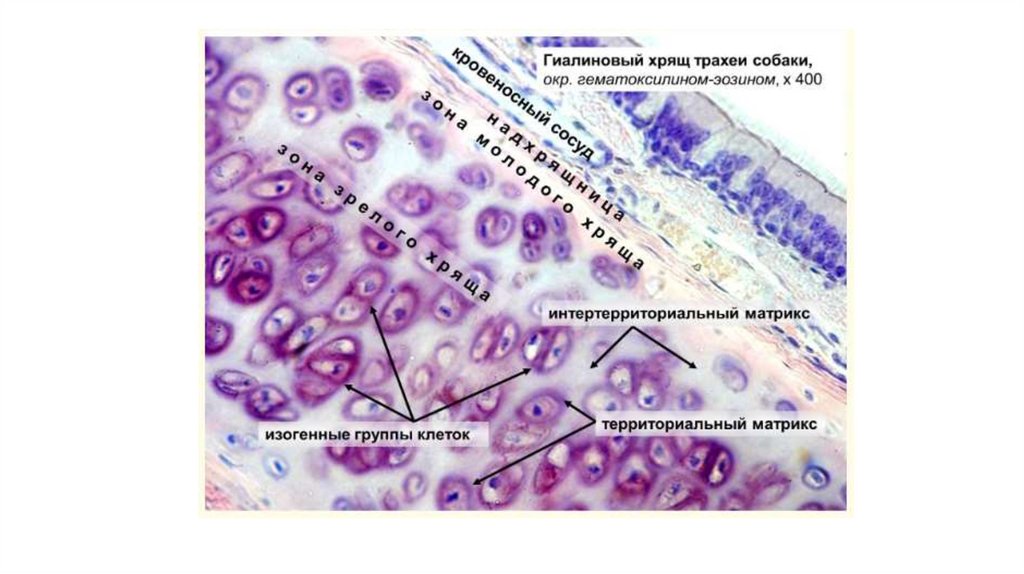 Хрящевая ткань презентация