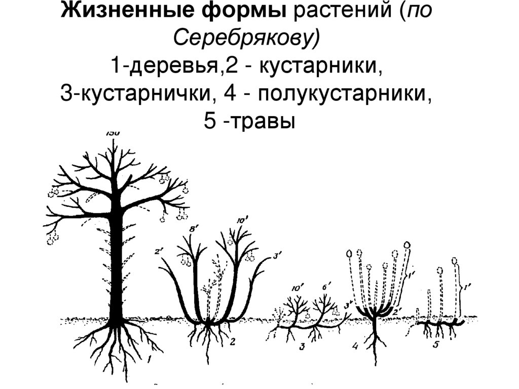 Основные жизненные формы деревья и кустарники