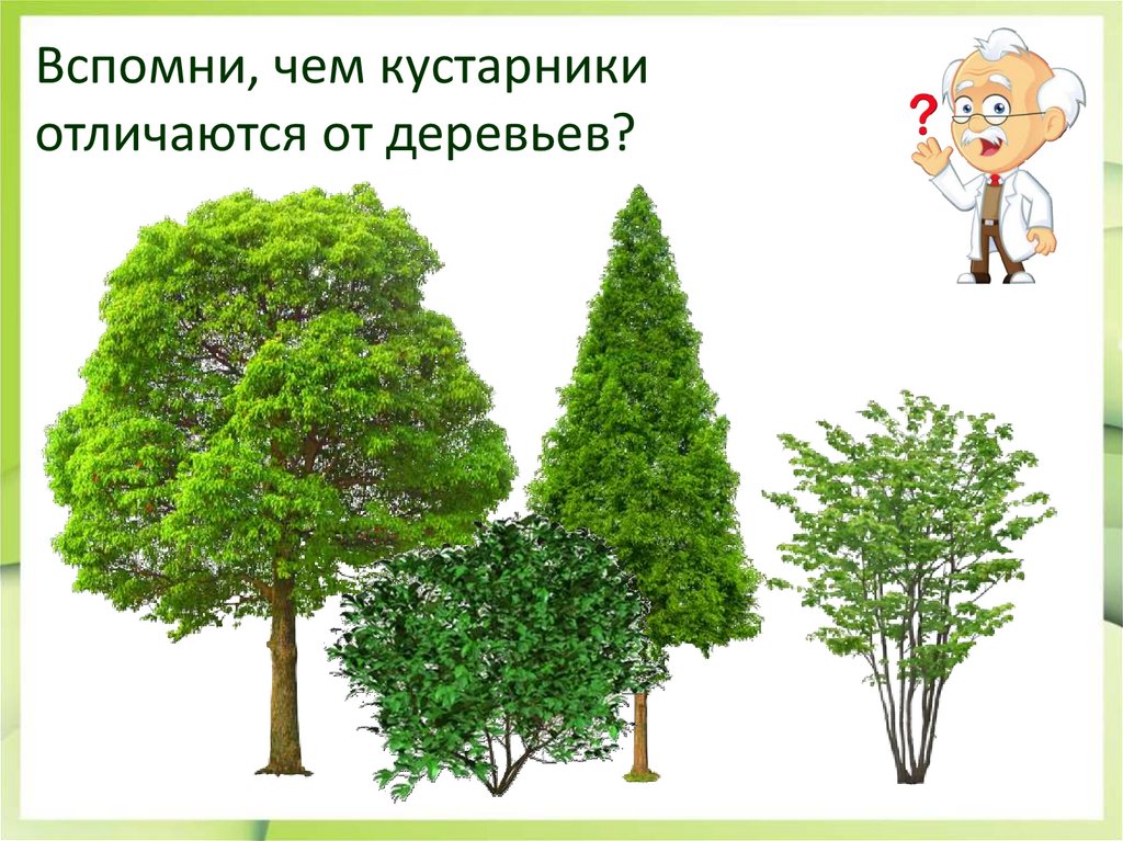 У какого растения несколько стволиков. Деревья и кустарники. Кустарники отличаются от деревьев. Отличие дерева от кустарника. Сравнение дерева и кустарника.