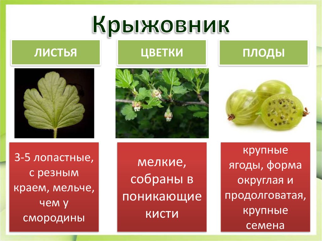 Части крыжовника. Строение листа крыжовника. Строение плода крыжовника. Крыжовник презентация. Крыжовник вид плода.