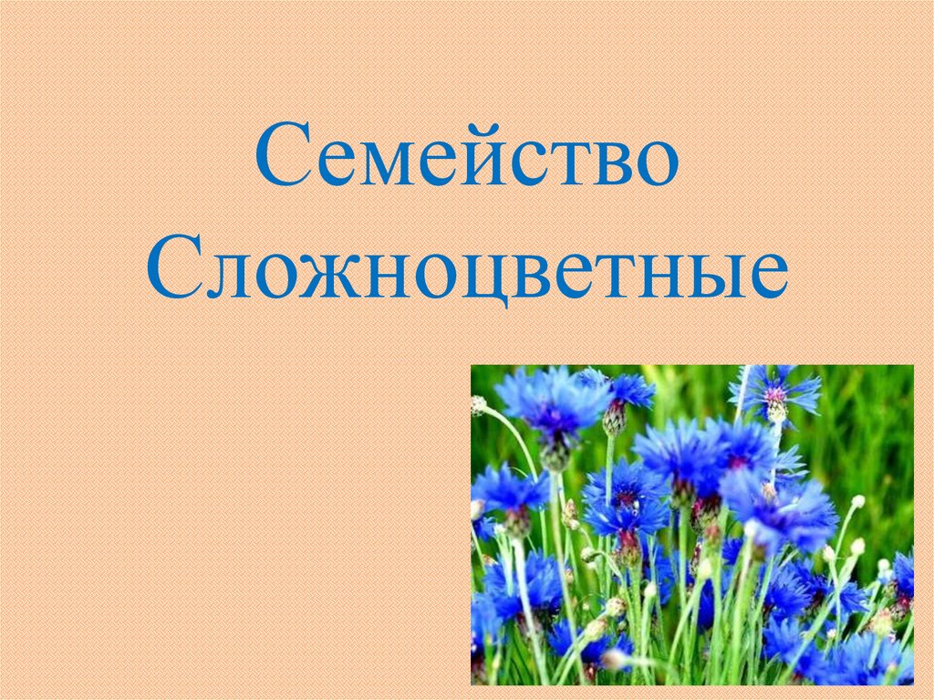 Семейство сложноцветные 6 класс биология презентация