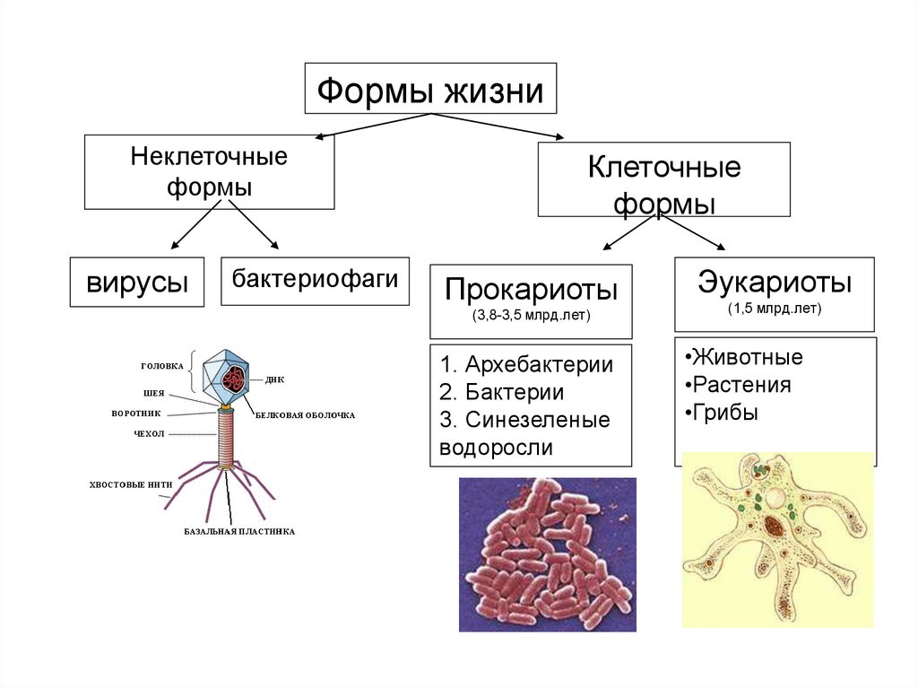 Основные структурные компоненты клетки