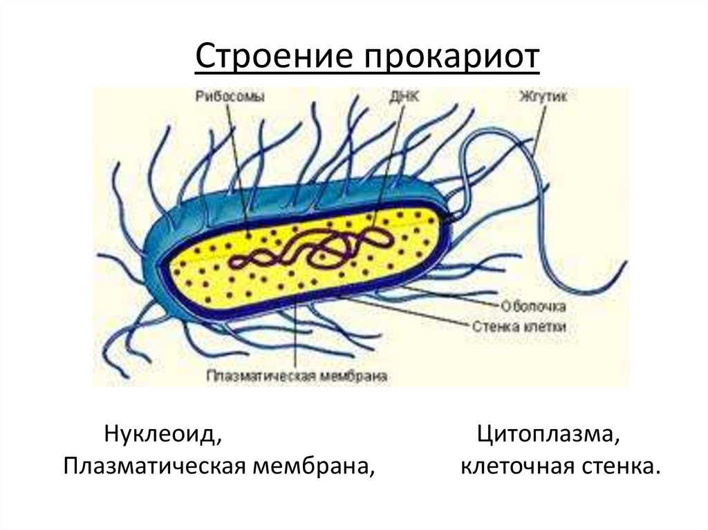 Прокариоты теория. Царство прокариоты микробиология. Строение прокариотической клетки. 1. Строение прокариотической клетки. Схема строения прокариотической клетки.
