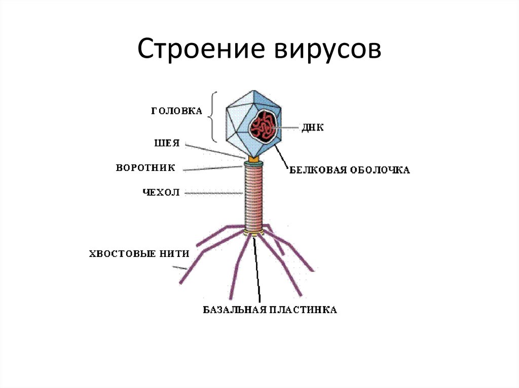 Есть ли у вирусов клетки. Структура вируса схема. Строение вируса основные компоненты. Схема строения клетки вируса. Каково строение вируса кратко.