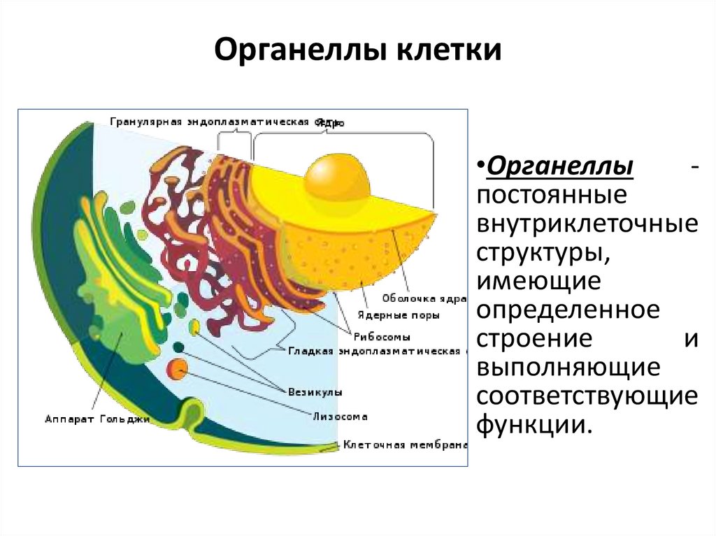 Одномембранный органоид наличие крист