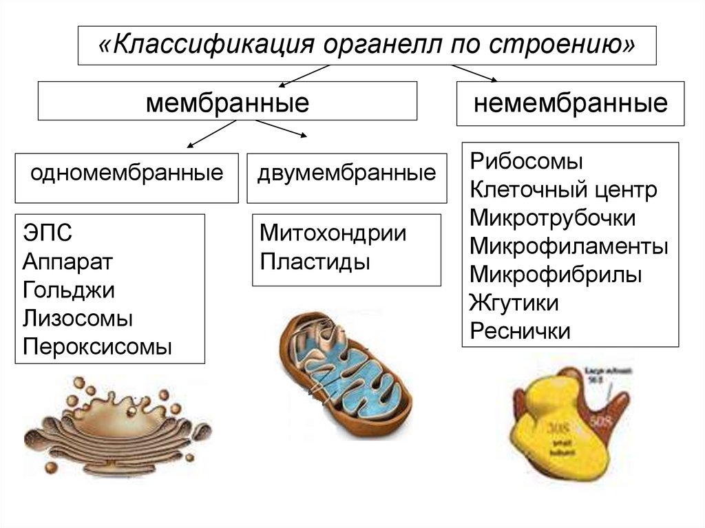 Клеточный центр одномембранный органоид