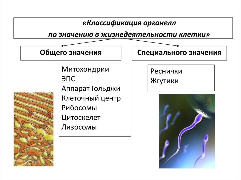 Основным компонентом клетки является. Органоид относящийся к цитоскелету клетки. Основным структурным элементом презентации является. Структурные компоненты клетки. Включения непостоянные компоненты клетки.