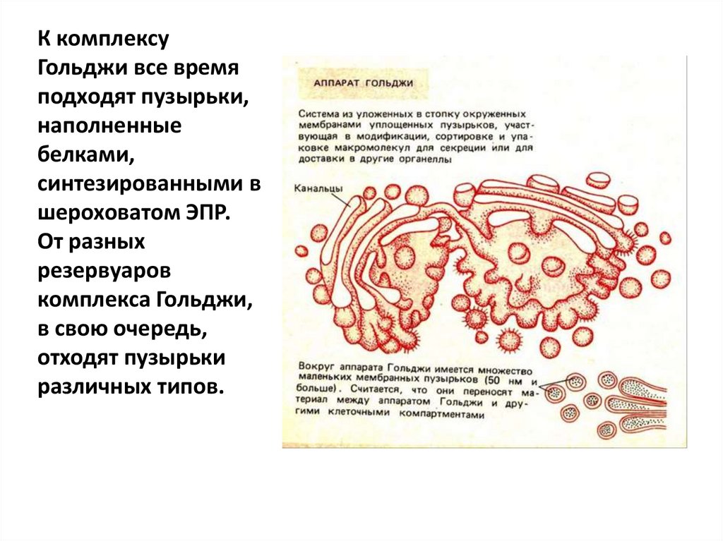 Структурные элементы листа. Основные структурные компоненты клетки.