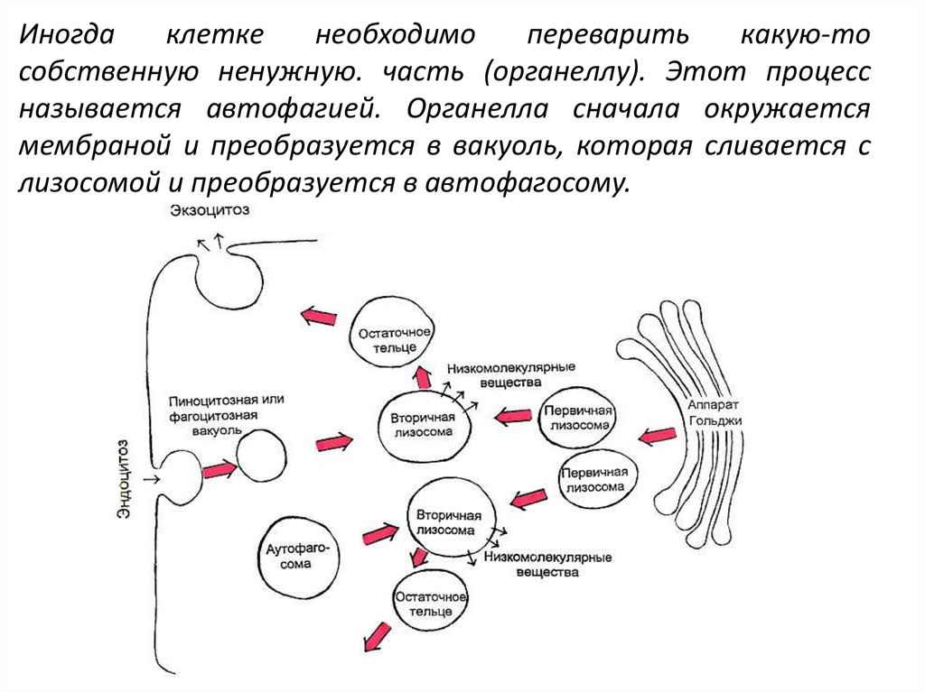 Элементы клеточной системы