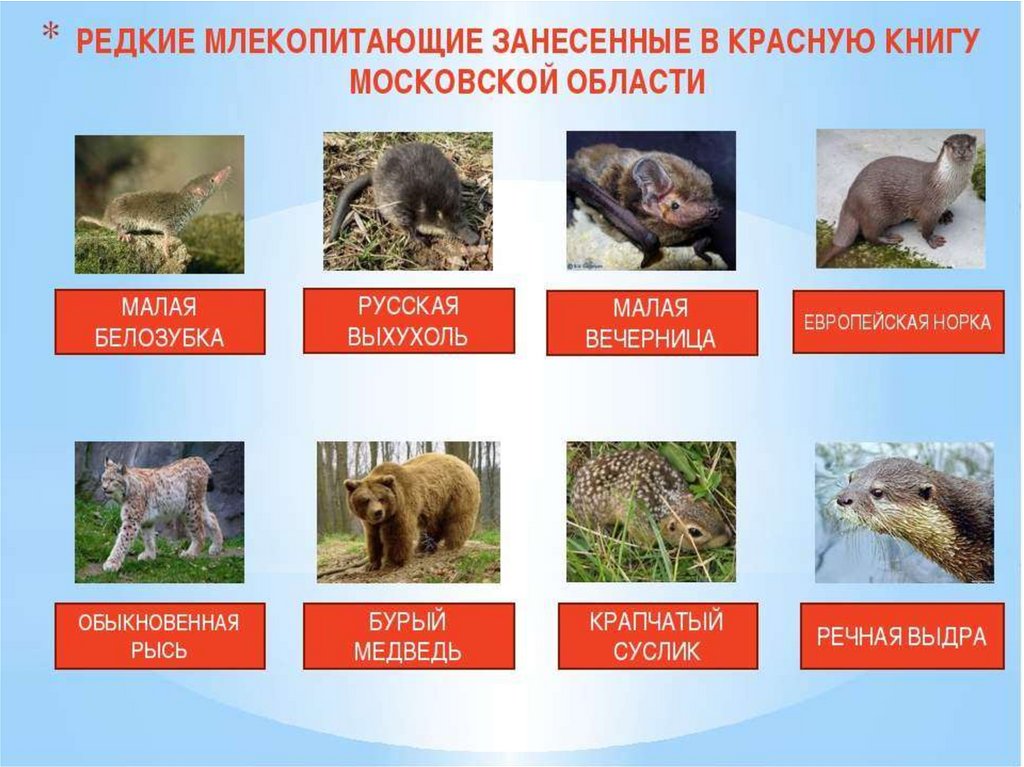 Животные красной книги россии московская область