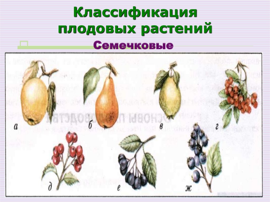 Классификация плодовых растений
