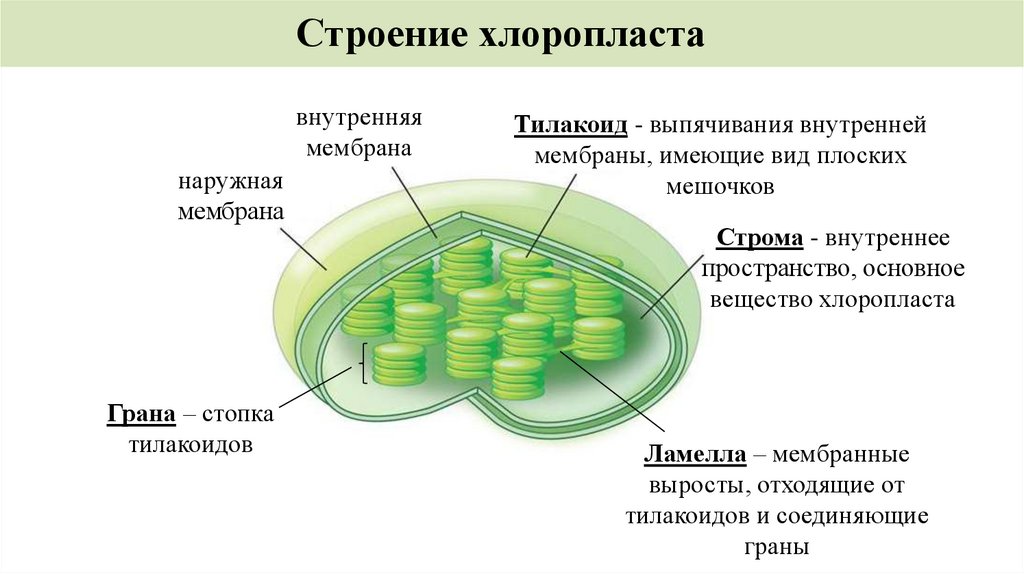 Пластический обмен фотосинтез