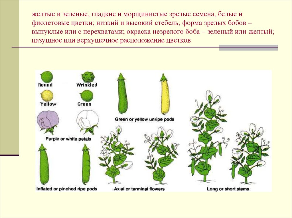 Селекция презентация 10 класс профильный уровень