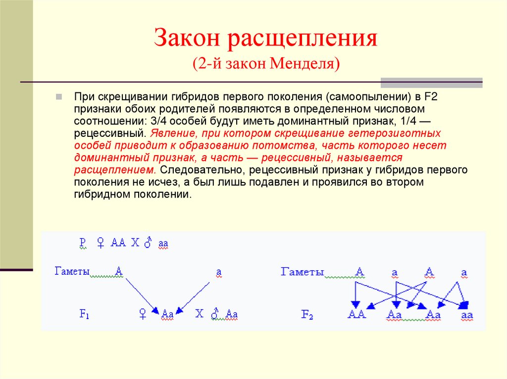 Расщепление 2 4 4 6. Закон расщепления признаков у гибридов. Закон независимого расщепления Менделя. Расщепление признаков 1 к 1. Закон расщепления гибридов второго поколения.