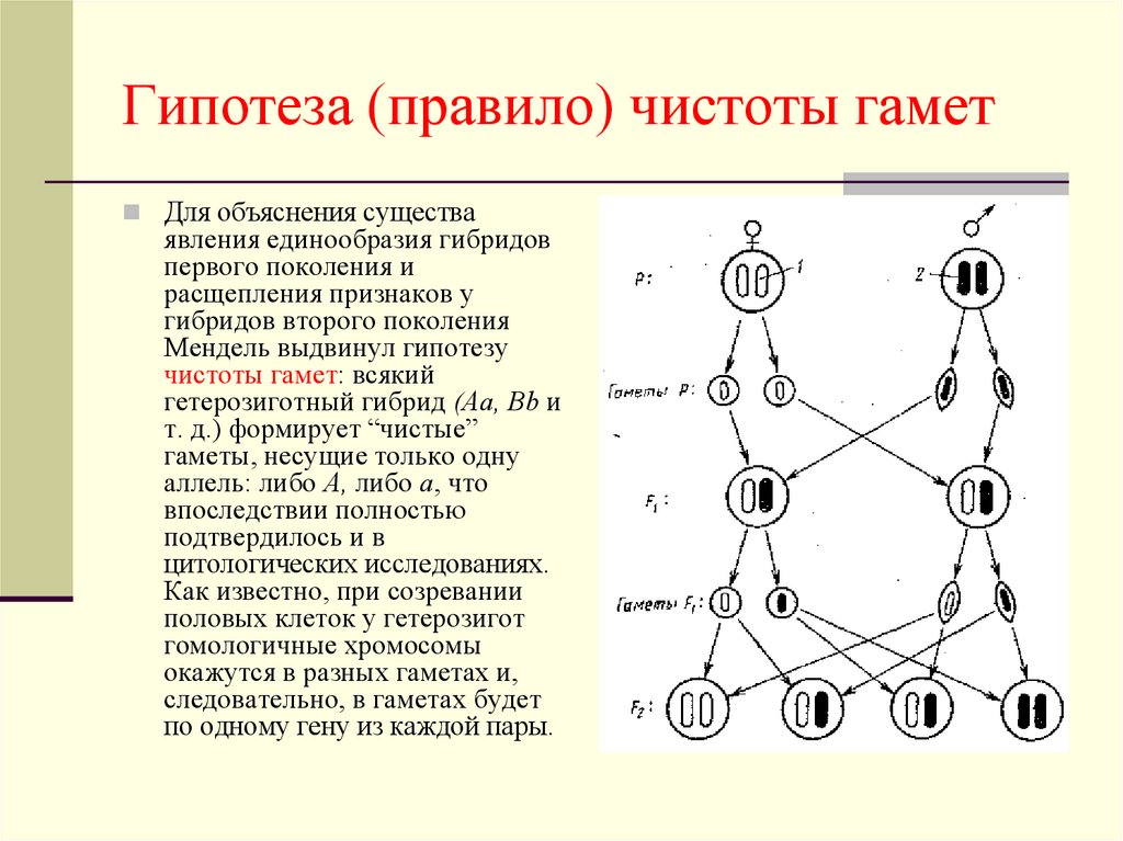 Закон гипотеза. Закон гипотезы чистоты гамет. Закон чистоты гамет схема. Цитологические основы законов Менделя закон чистоты гамет. Клеточные основы гипотезы чистоты гамет.