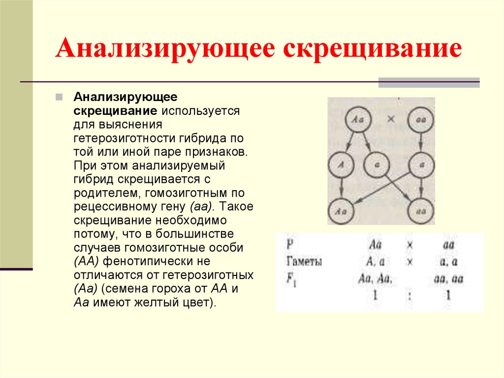 Анализирующем скрещивании гетерозиготного. Анализирующее скрещивание. Закон анализирующего скрещивания. Анализирующее скрещивание схема скрещивания. Анализирующее дигибридное скрещивание.