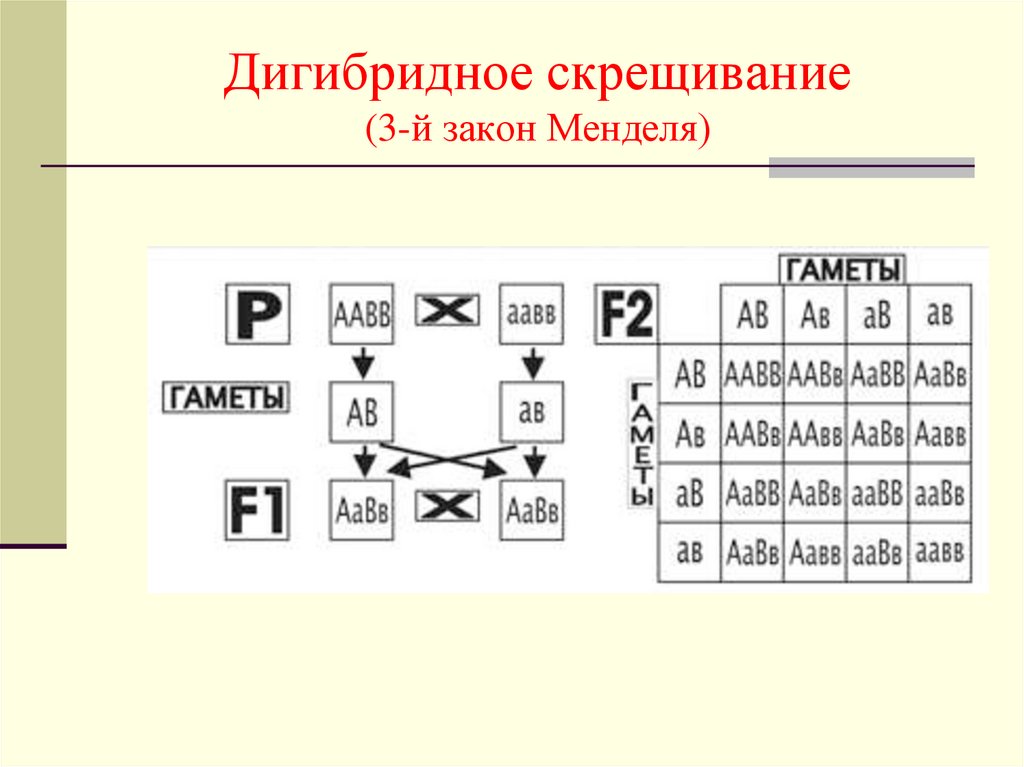 Дигибридное скрещивание третий закон менделя 10 класс презентация