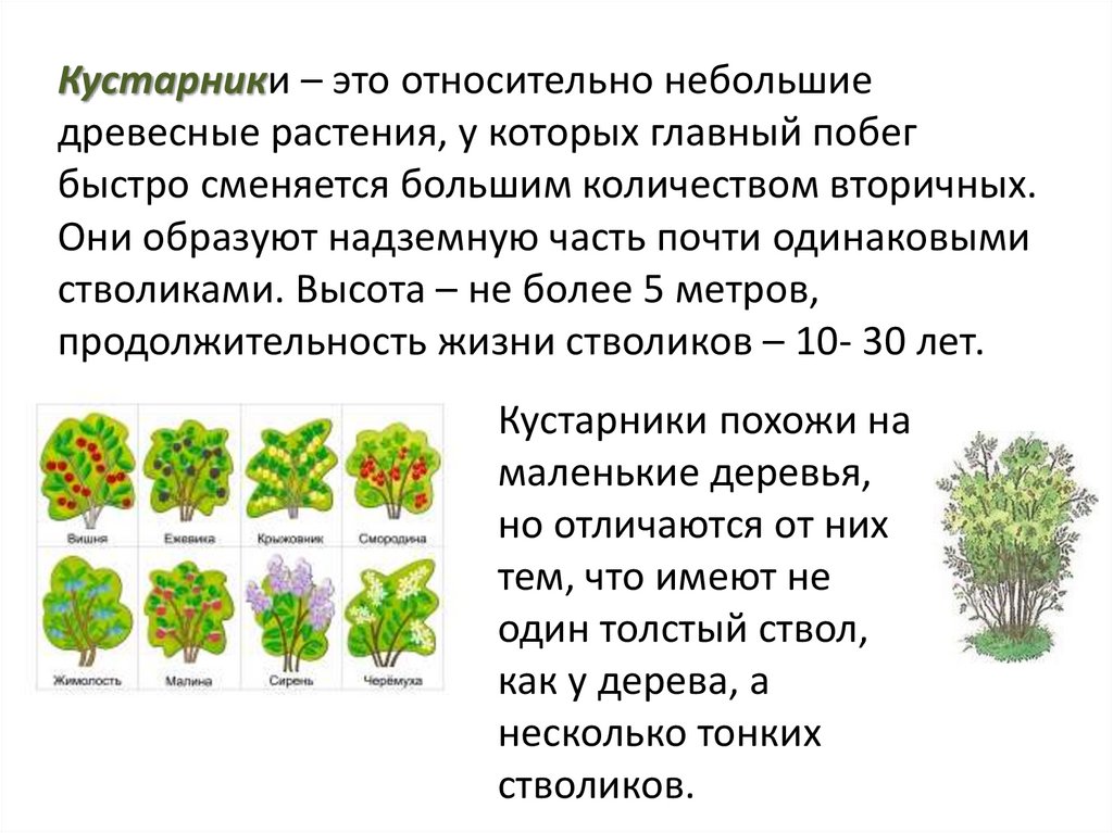 Растения древесной формы. Экологическое описание древесных растений. Общие признаки древесных растений. Оценка древесных растений по состоянию.