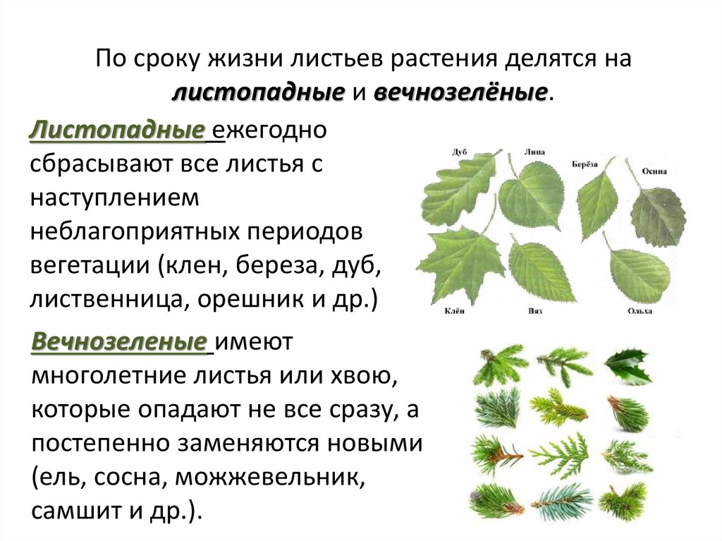 Характеристика древесных растений