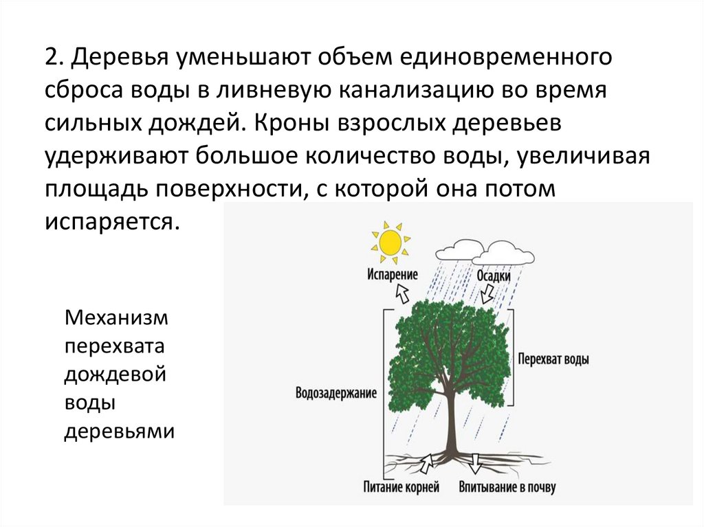 Характеристика древесных растений