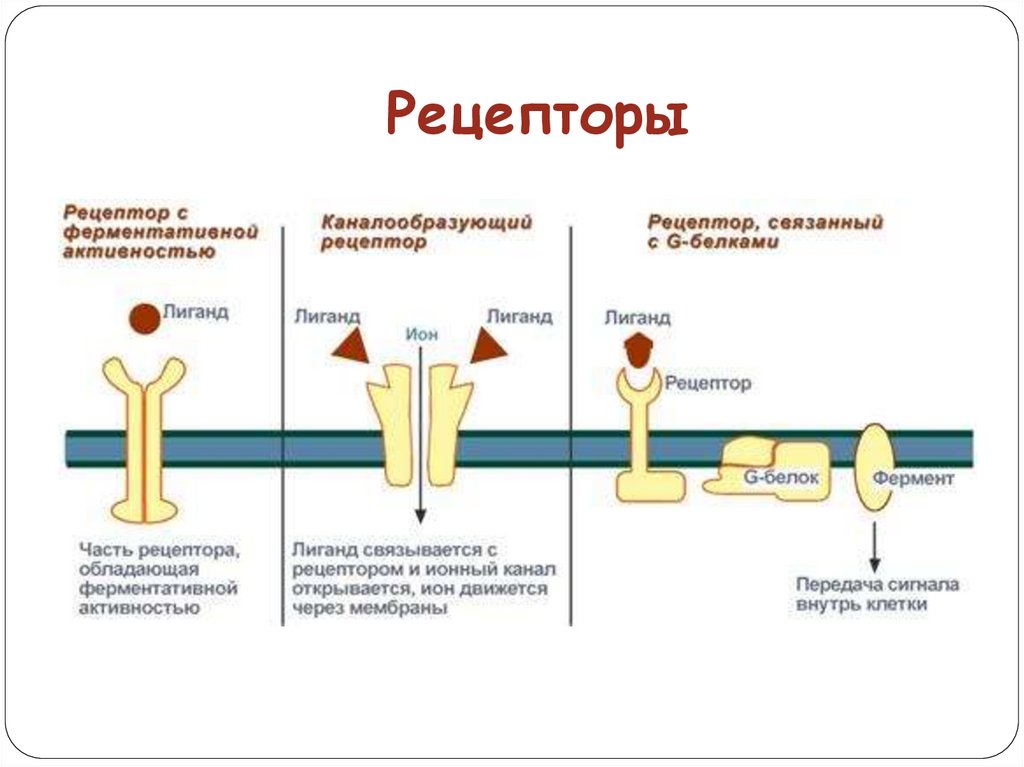 Рецептор клетки. Рецепторная функция мембраны мембранный Рецептор. Рецепторы клеточной мембраны. Поверхностные рецепторы клеточных мембран. Рецепторы расположены на мембране клетки.