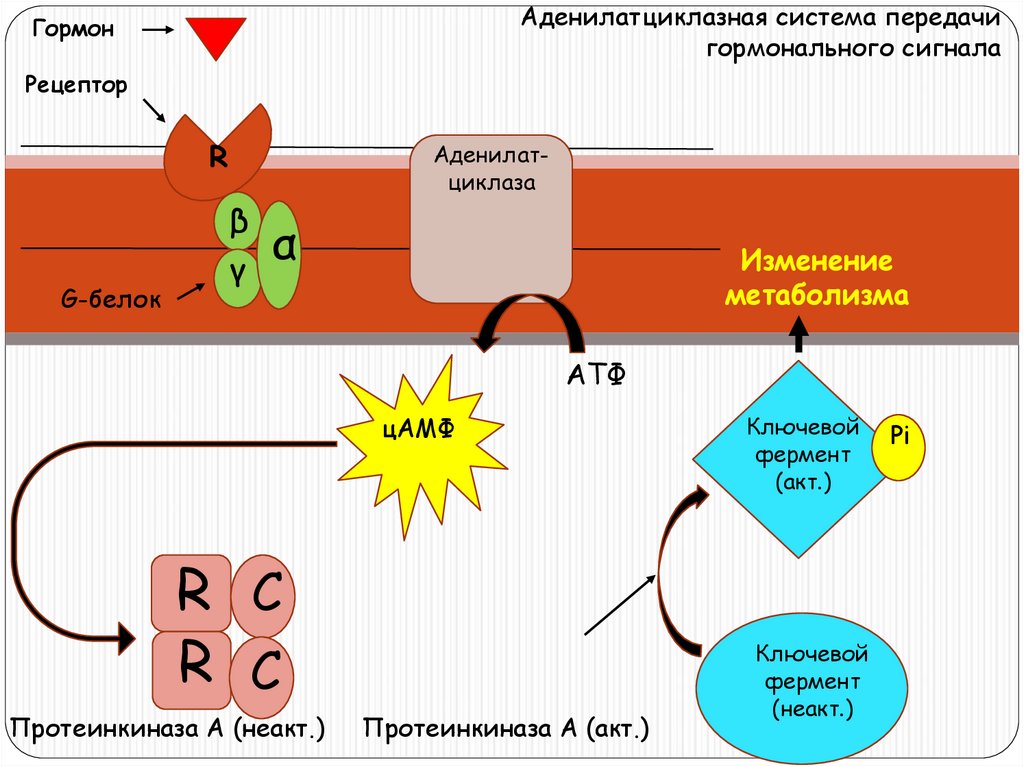 Протеинкиназа а. Аденилатциклазная система передачи сигнала. Аденилатциклазная система передачи гормонального сигнала. Протеинкиназа g. Аденилат циклазаная система.