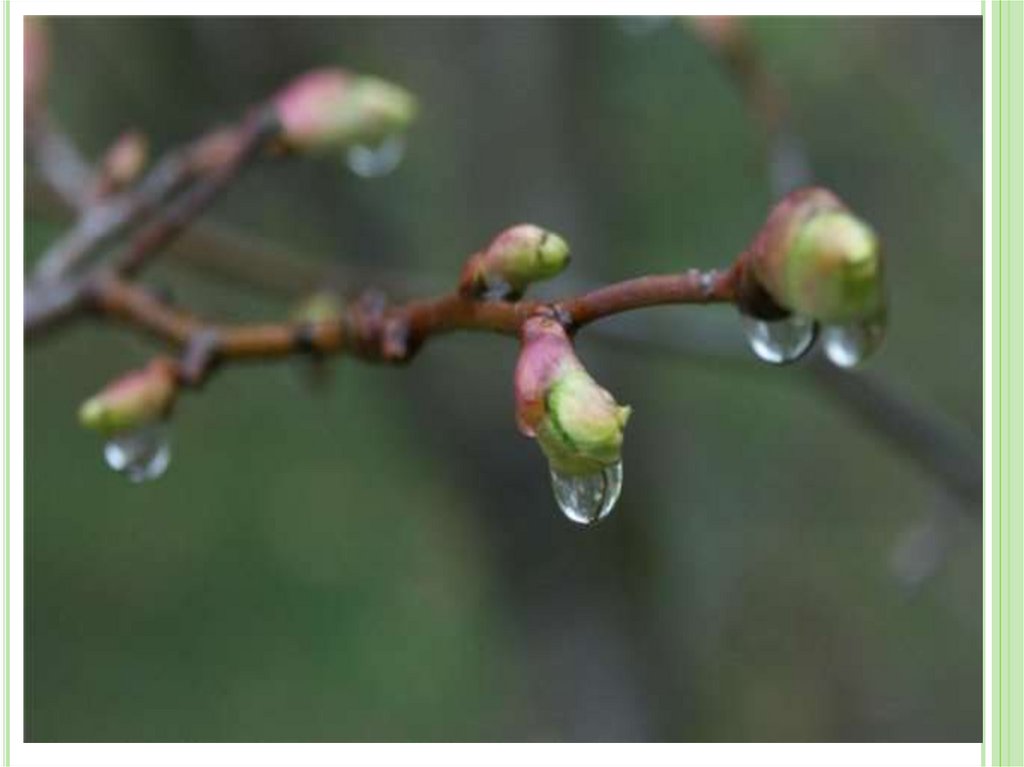 почки раскрываются шоколадные. почки раскрываются шоколадные с зелеными хвостиками и на каждом. почки раскрываются шоколадные. весенние почки на деревьях. почка с зелеными клювиками.