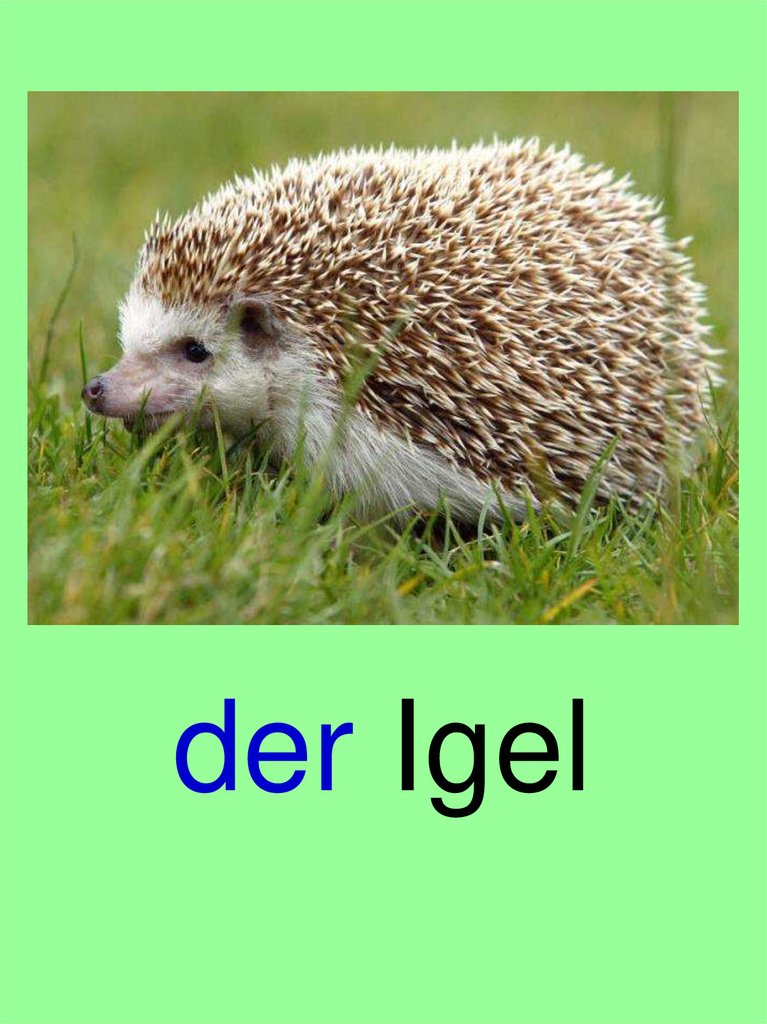 der Igel