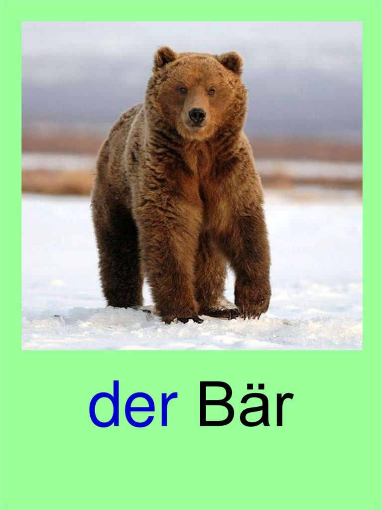 der Bär