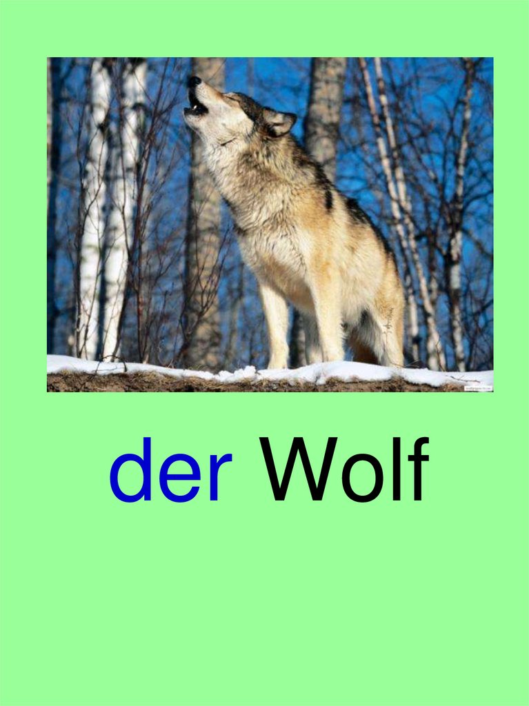 der Wolf