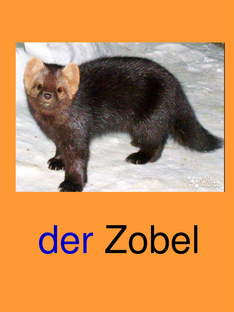 der Zobel