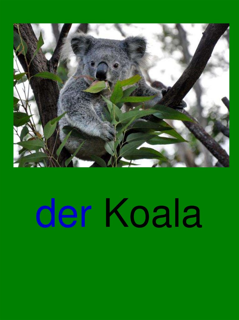 der Koala