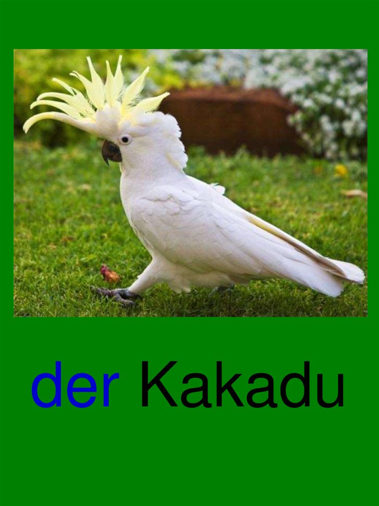 der Kakadu